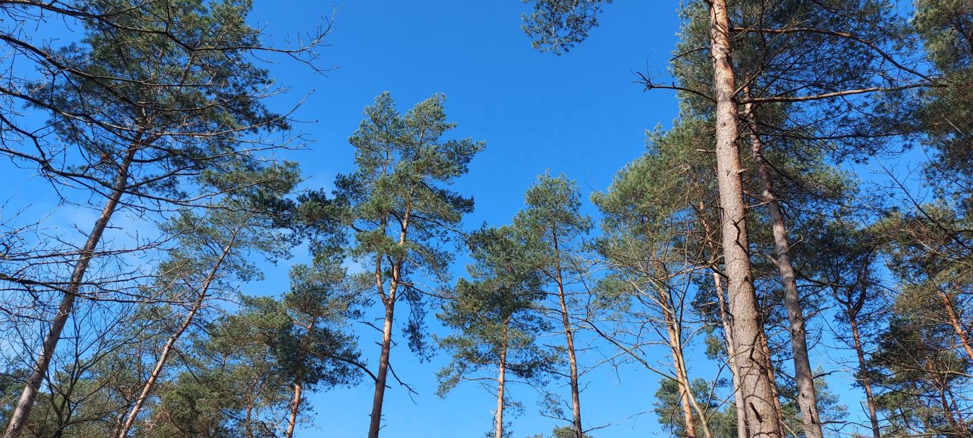 Chalet Wanama. Gelegen Op Het Vakantiepark Het Lierderholt Op De Veluwe. Βίλα Beekbergen Εξωτερικό φωτογραφία